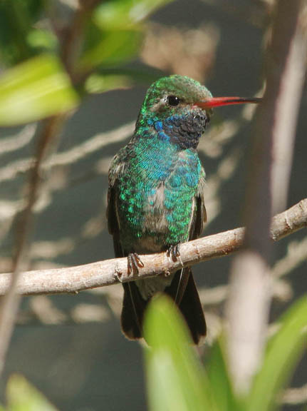 Broad-billed hummingbird (male)